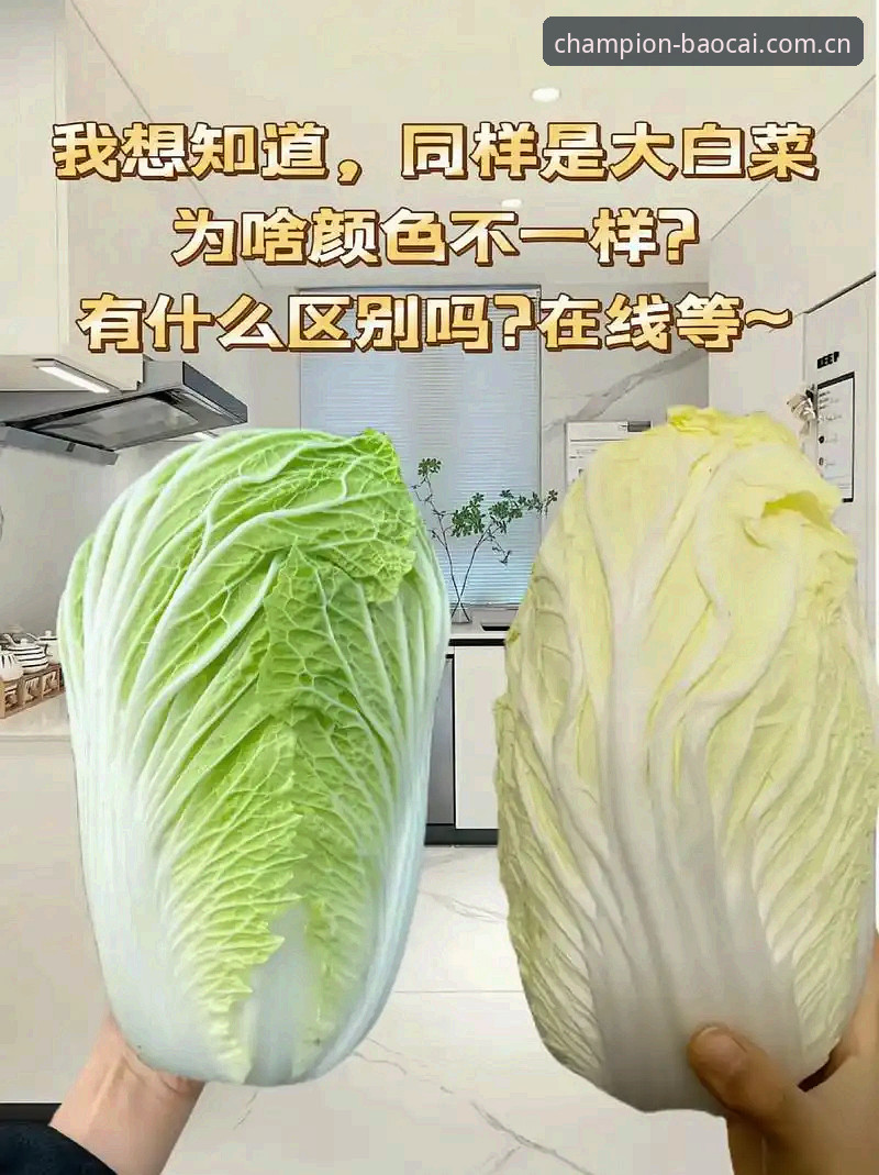 冠军白菜最新地址下载不了怎么办 冠军白菜平台访问受阻?3个已验证的解决方案应对下载困境